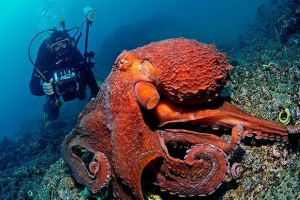 Što je hobotnica najveća na planeti? Što je hobotnica najveća na planeti?